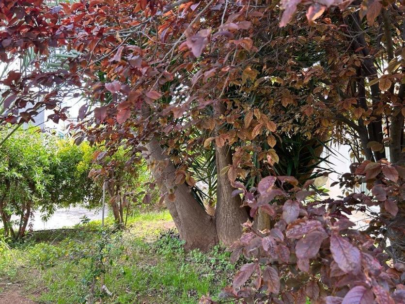 Giardino A Mare Lägenhet Bari Exteriör bild